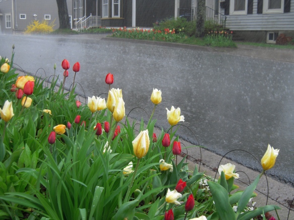 Tulip St. Dartmouth, NS